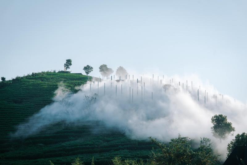 На склоне холма в Китае появилась «туманная» чайная комната